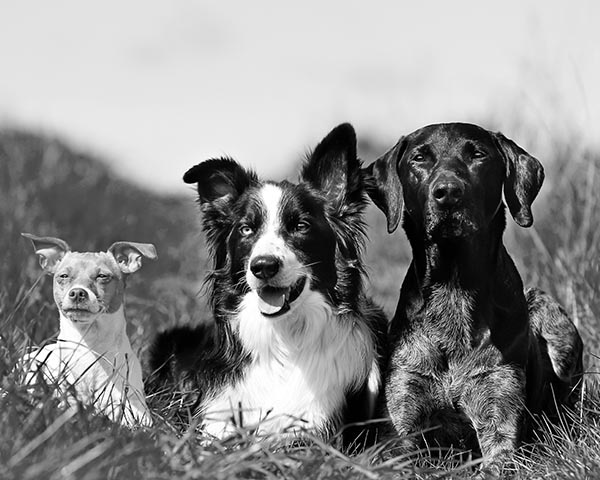 explore dog breed guides