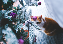 Leaving pets at home Christmas