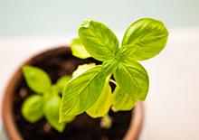 Basil plant in a pot