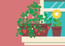 Grow strawberries in a window garden