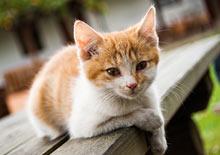 Top cat-friendly holiday accommodation in the UK