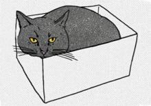 Cat behaviours explained