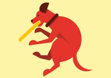 Dog Exercise Tips