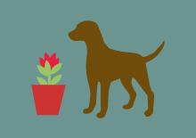 A dog-friendly home