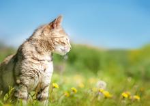 Two cats greeting each other