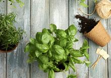 Grow your own herbs