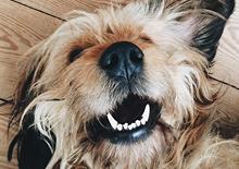 Choosing the right kennel for your pet