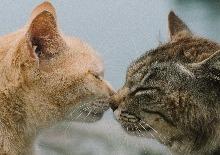 Two cats greeting each other