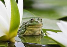 How to welcome more wildlife into your garden
