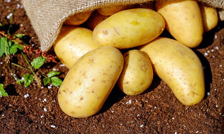 Sack of potatoes close-up