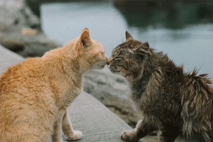 Two cats greeting each other