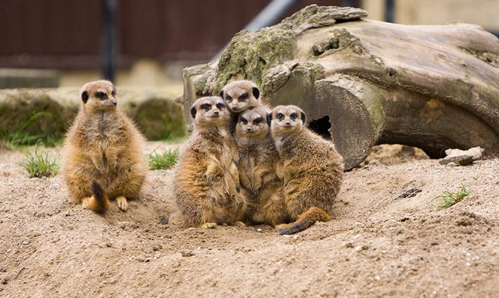 Photo of group of meerkats