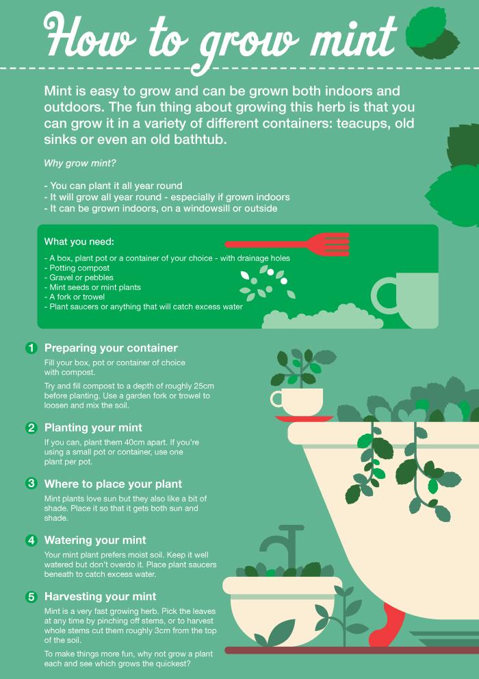 Sainsbury’s Bank Guide to Grow Your Own Mint