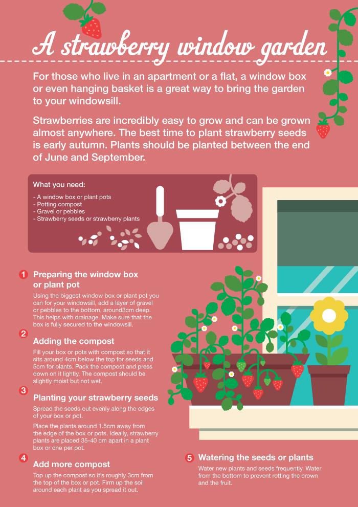 Sainsbury’s Bank Guide to Grow Strawberries in a Window Garden