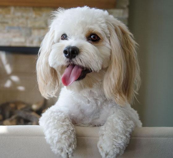 Cockapoo