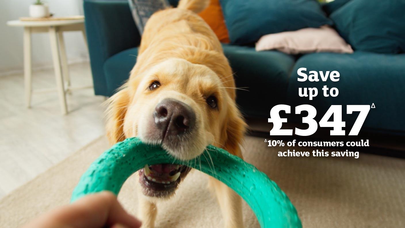 Pet Insurance Quotes UK Pet Cover Sainsbury's Bank