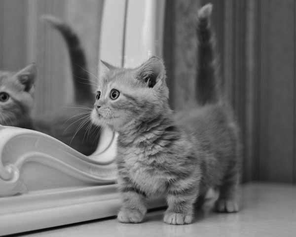 Munchkin Cat Personality: How Do Munchkin Cats Act?