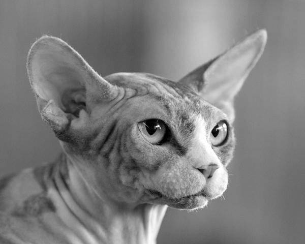 Sphynx Cat Wear – The Original Sphynx Clothing Company