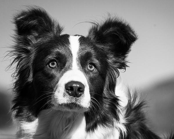 Border Collie Breed Facts, Personality & More