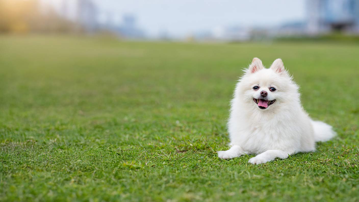 Pomeranian 