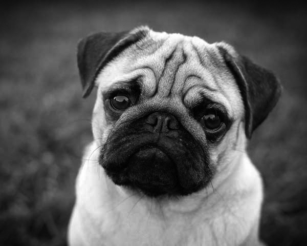 Pug