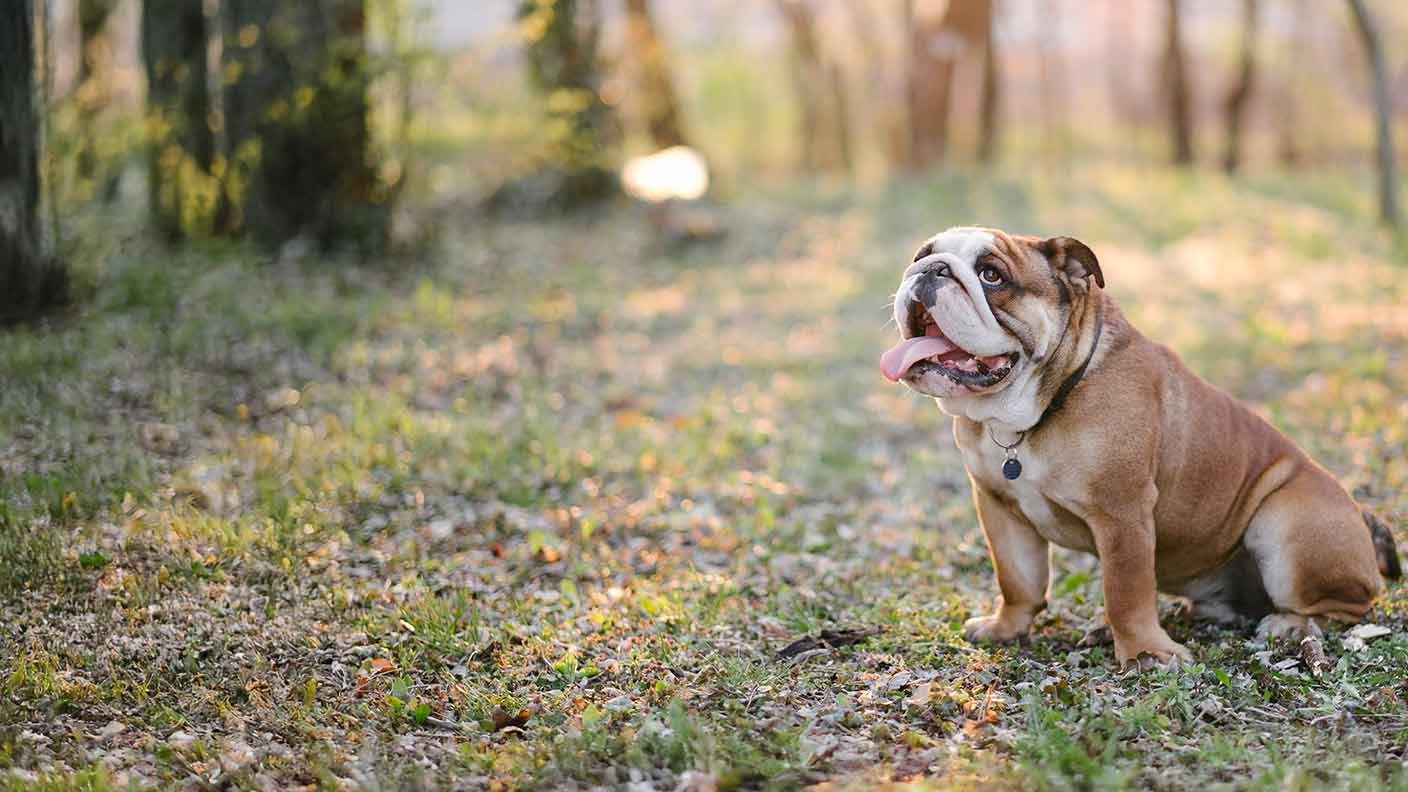 Bulldog