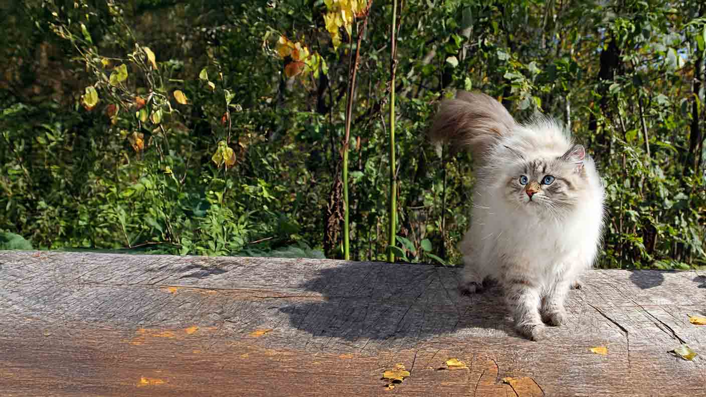 Siberian