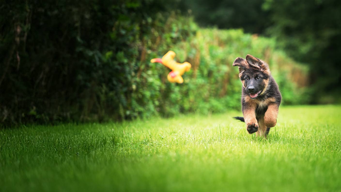 German Shepherd
