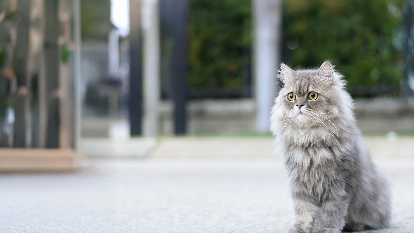 Persian cat breed