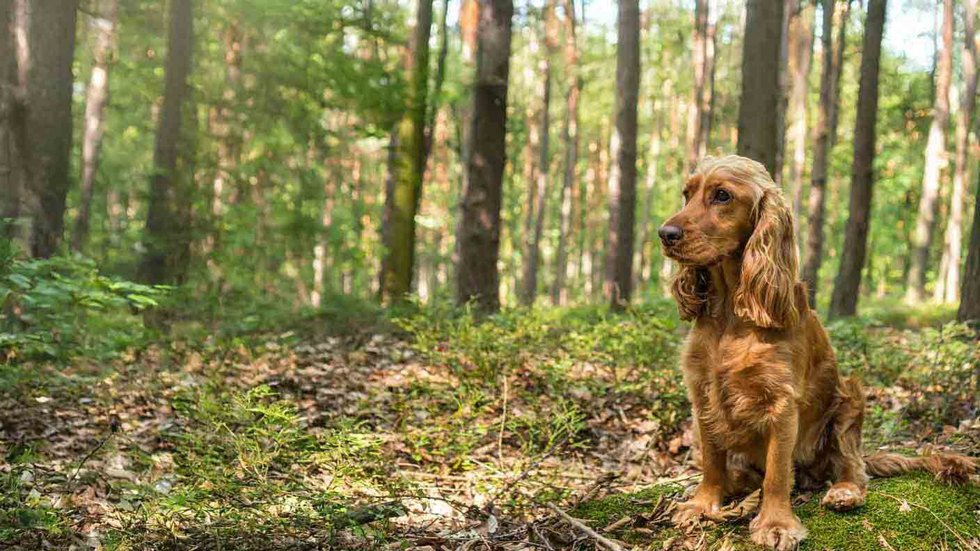 Cocker Spaniel