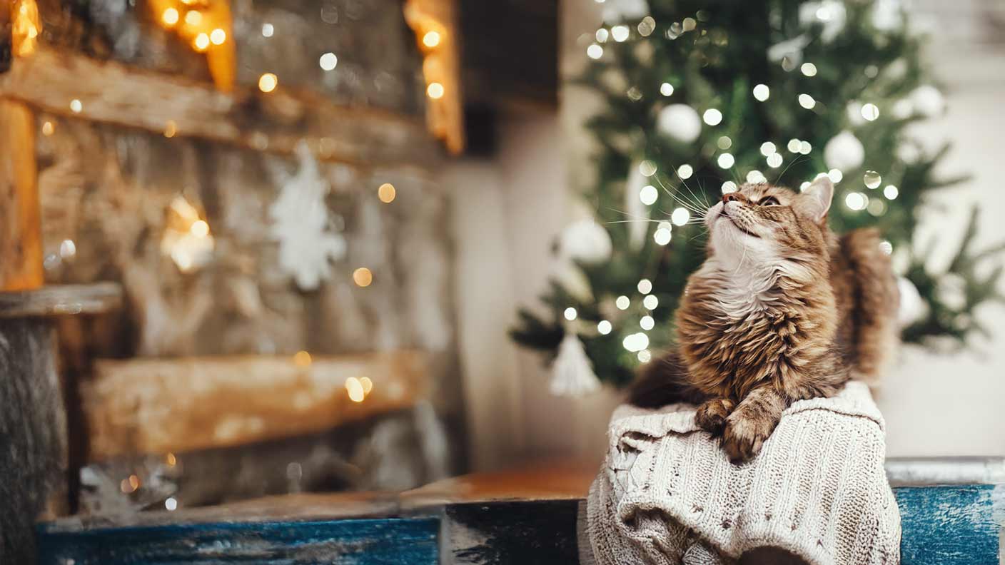 Cats at Christmas