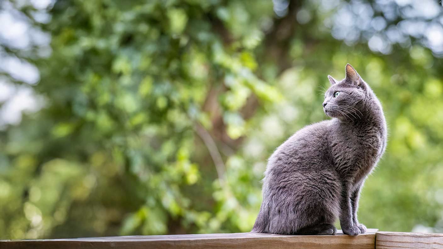 Russian Blue cat breed