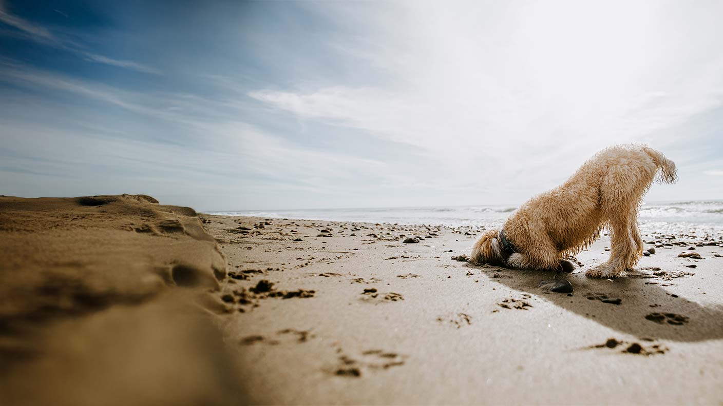 Understanding dog behaviours