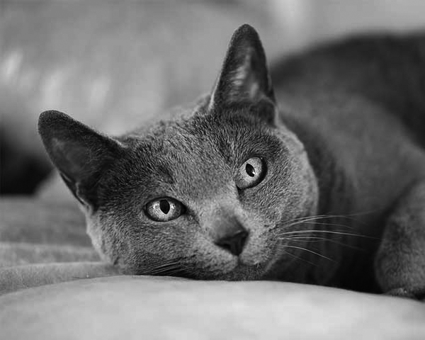 Russian Blue