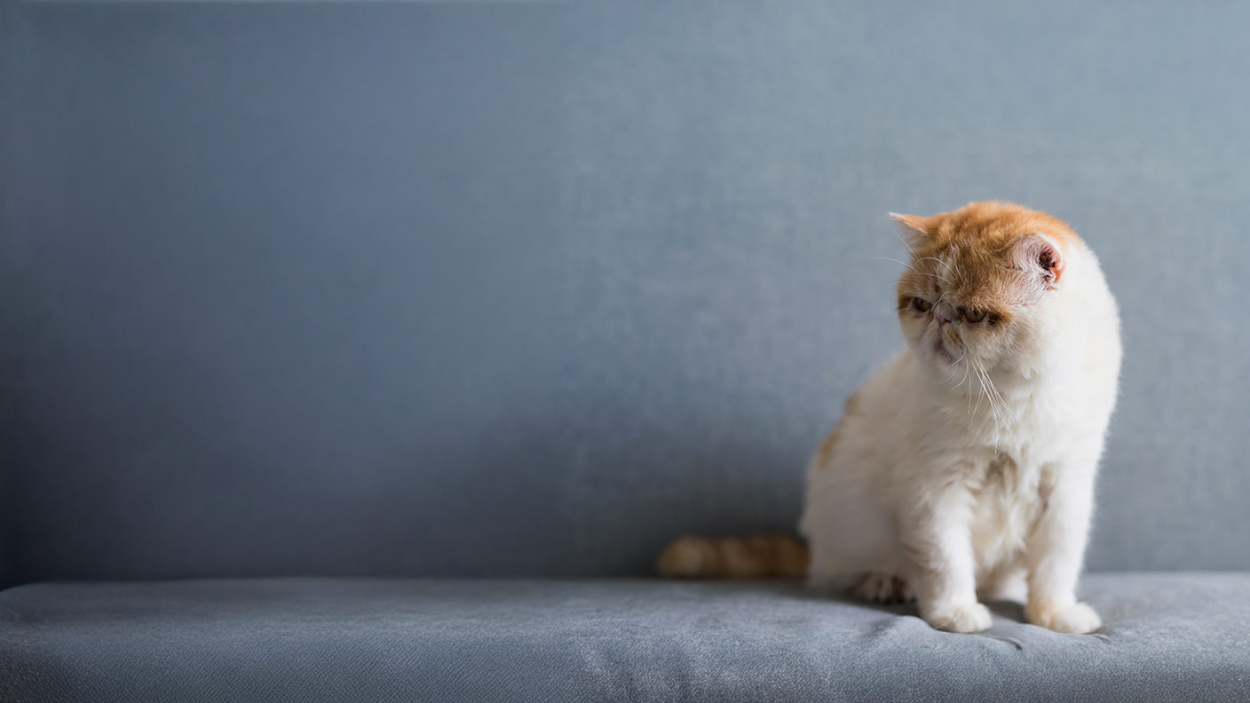 Exotic Shorthair
