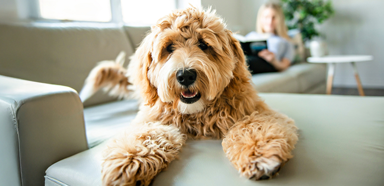 Dog insurance Fluffy dog
