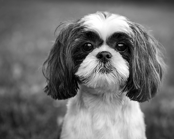 Shih Tzu