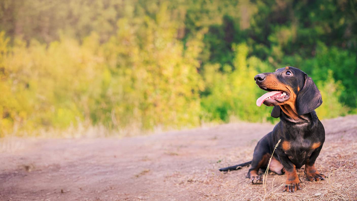 Dachshund