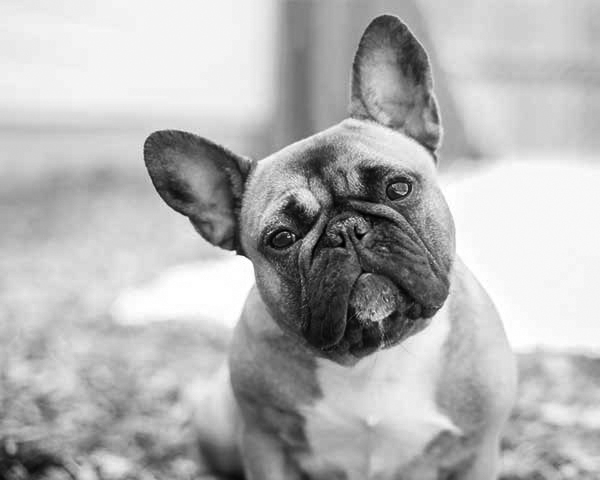 French Bulldog