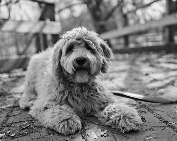 Labradoodle