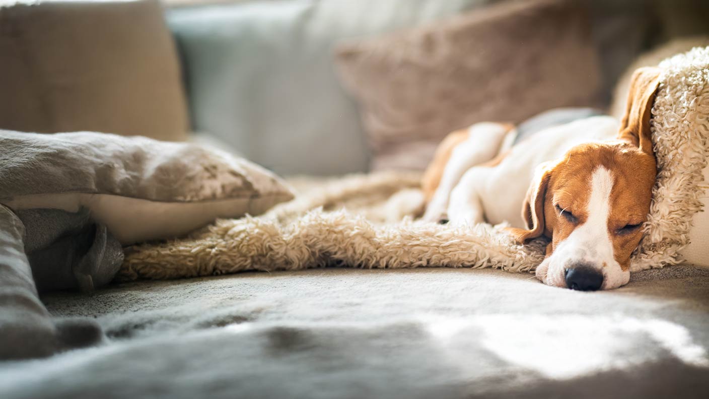 Flatulence in dogs: Dog farting and what to do about it
