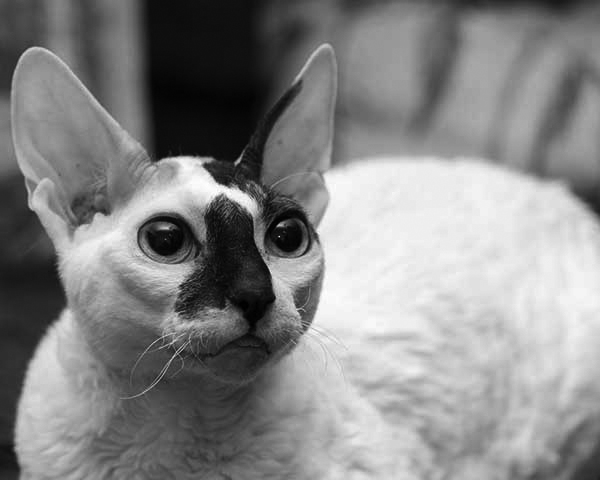 Cornish Rex