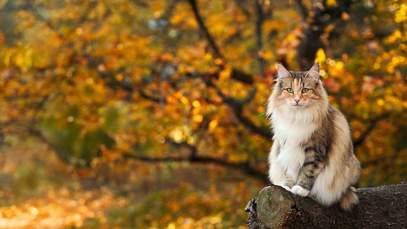 Norwegian Forest