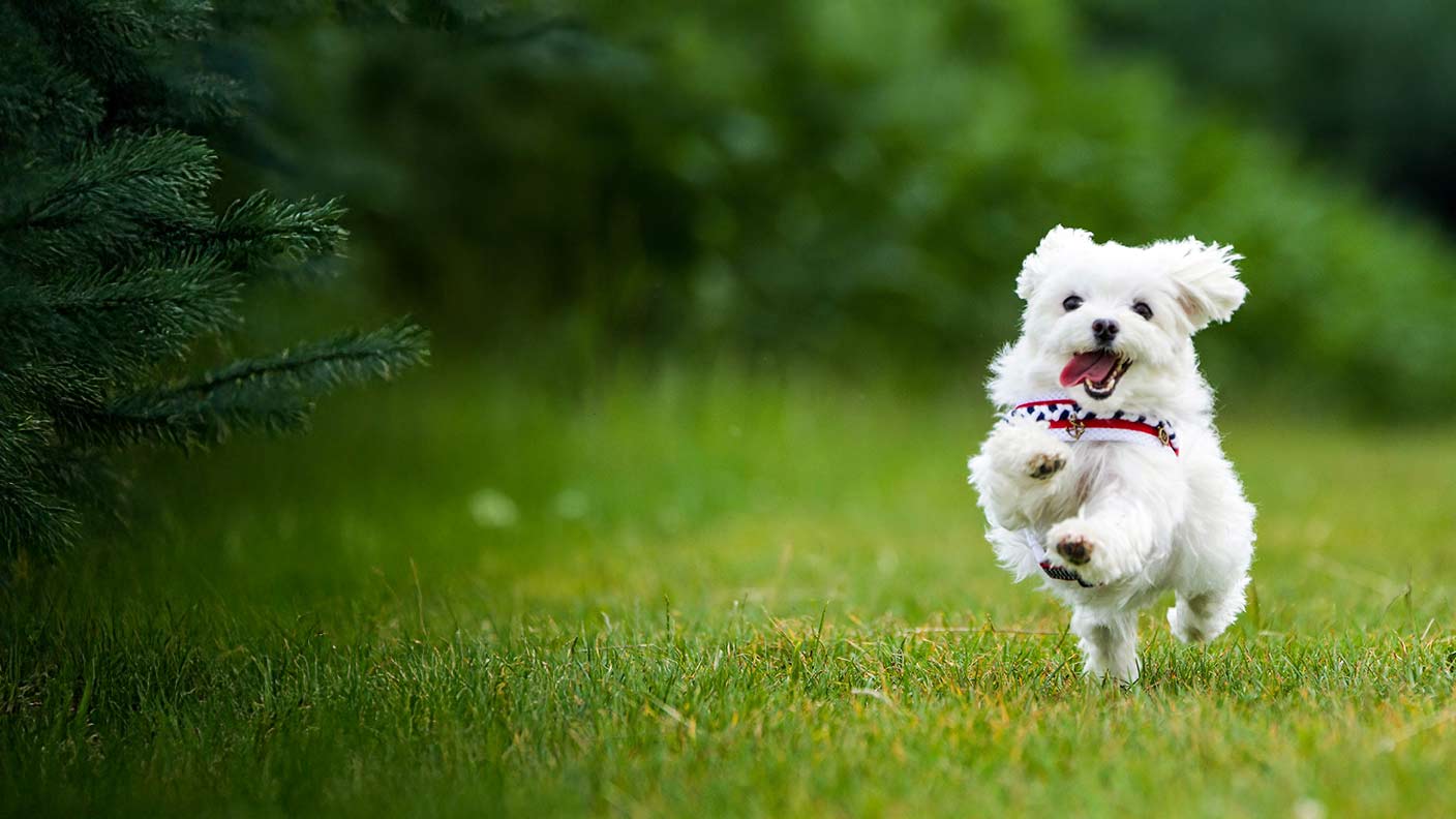 Maltese 