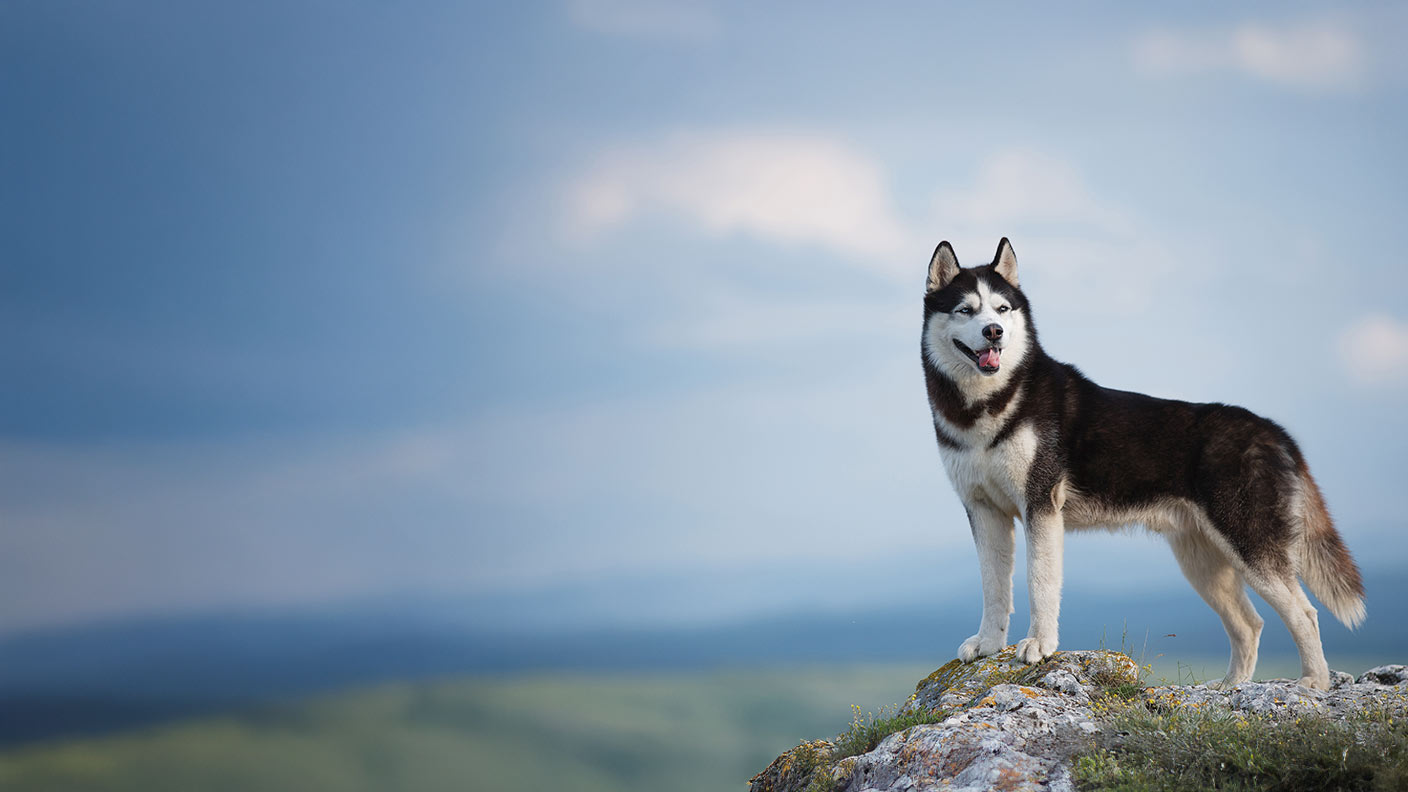 Siberian Husky