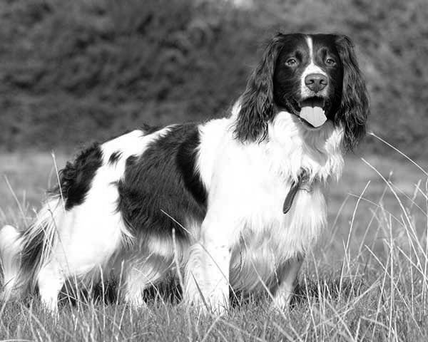 Springer Spaniel