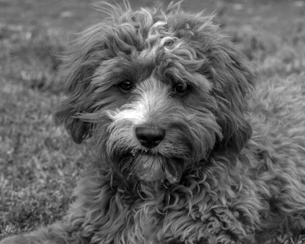 Cavapoo