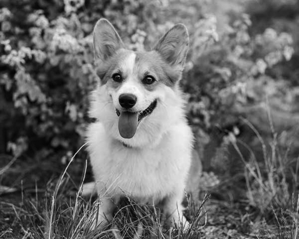 Pembroke Welsh Corgi