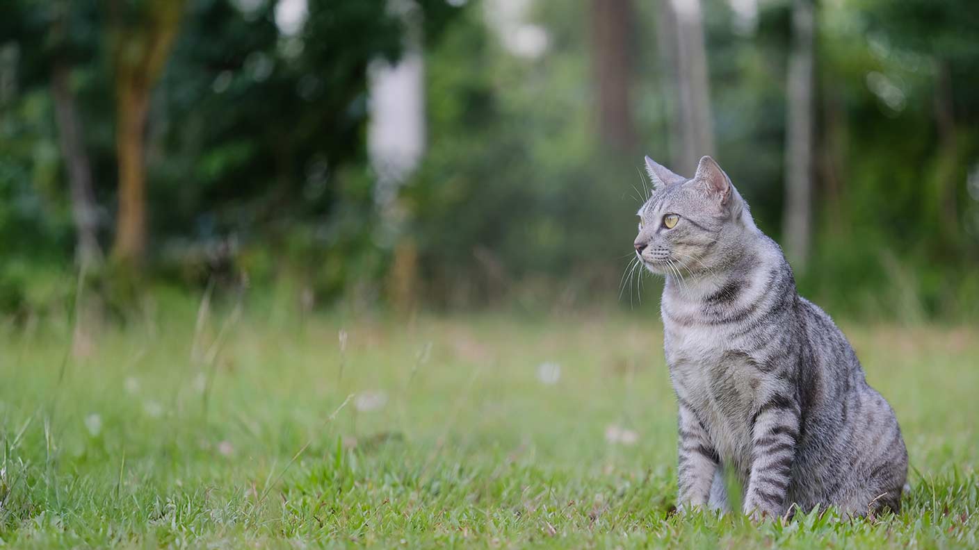 Egyptian Mau