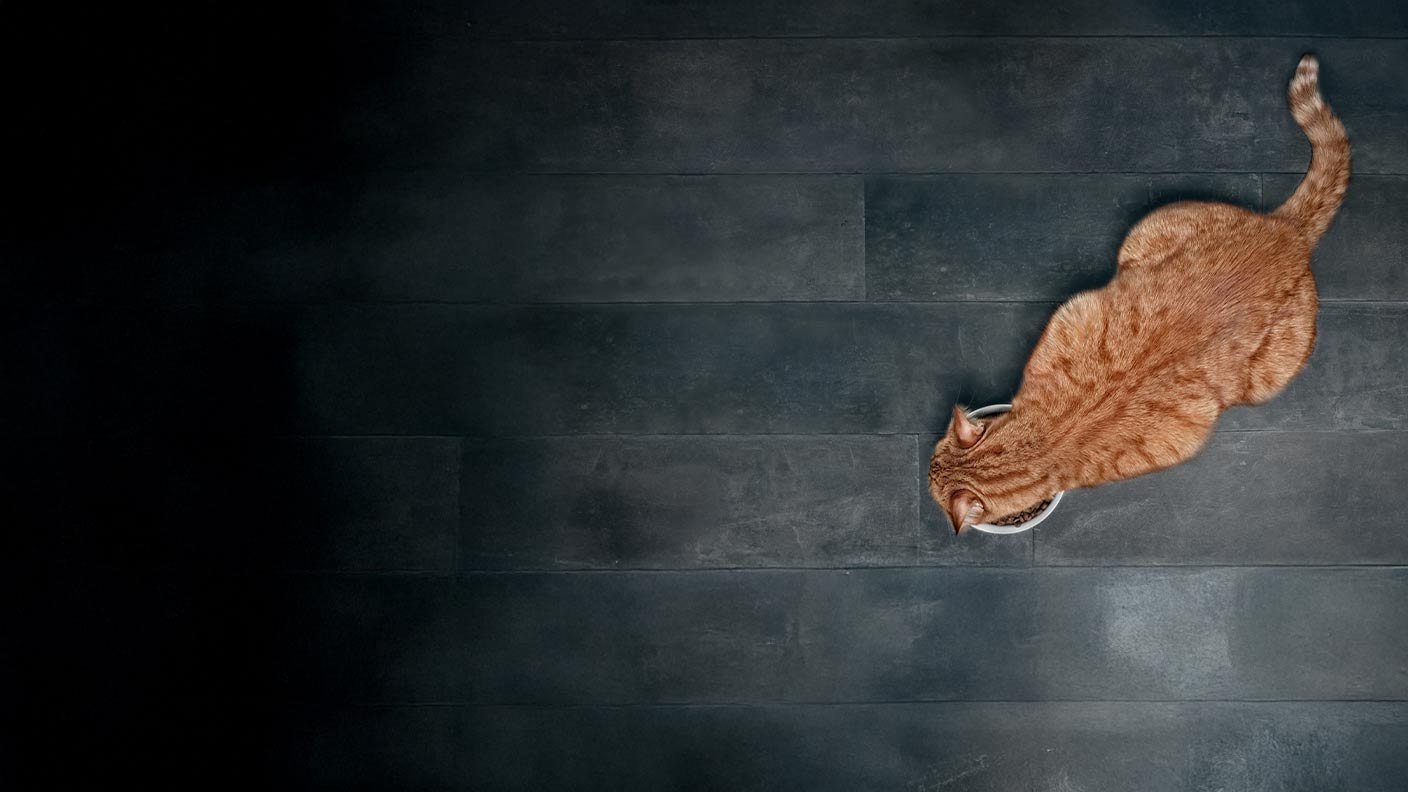 Overweight Cats Guide